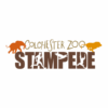 Colchester stampede